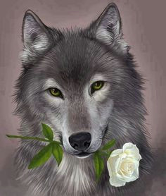Wolf Drawing Rose 159 Best Animal Wolfs and Foxes Images Wolf Pictures Wolf