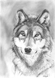 Wolf Drawing Shading 109 Best Wolf Images Wolf Drawings Art Drawings Draw Animals