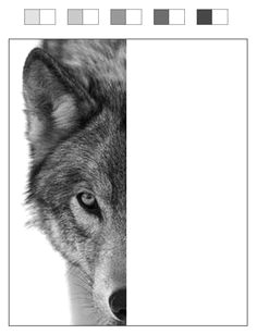 Wolf Drawing Shading 109 Best Wolf Images Wolf Drawings Art Drawings Draw Animals
