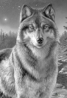 Wolf Drawing Shading 109 Best Wolf Images Wolf Drawings Art Drawings Draw Animals