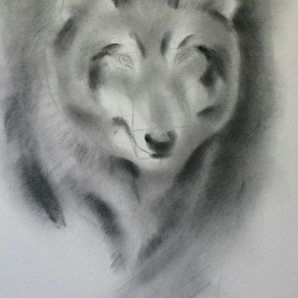Wolf Drawing Shading A Step by Step Guide Of How to Draw A Wolf
