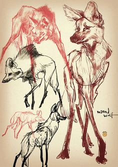Wolf Drawing Study 378 Best Wolves Galore Images