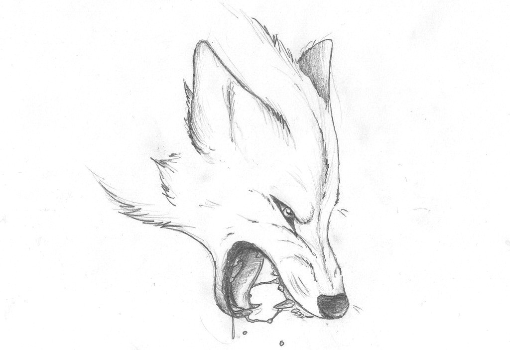 Wolf Drawing Study Angry Wolf by Pandoraswolf On Deviantart Your Pinterest Likes