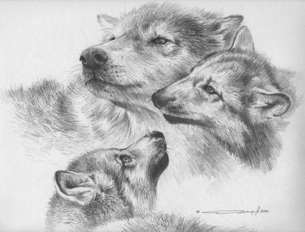 Wolf Drawing Study Wolf Pencil Study by Denismayerjr On Deviantart Sweet Sweet
