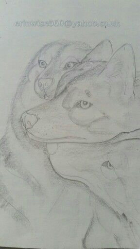 Wolf Drawing Study Wolf Study Drawings and Paintings Pinterest Study Drawings