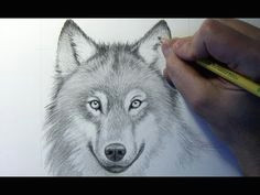 Wolf Drawing Time Lapse 101 Best Drawings Of Dogs Images Pencil Drawings Pencil Art