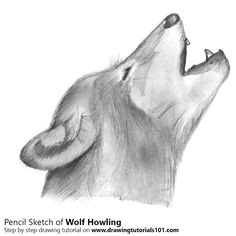 Wolf Drawing Time Lapse 2026 Best Drawing Tutorials Images Drawing Tutorials One Point