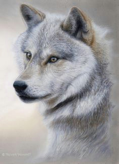 Wolf Drawing Time Lapse 332 Best Wolves Images Wolf Drawings Animal Drawings Art Drawings