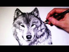 Wolf Drawing Time Lapse 332 Best Wolves Images Wolf Drawings Animal Drawings Art Drawings