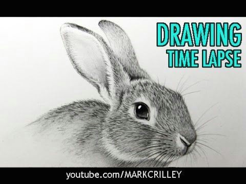 Wolf Drawing Time Lapse How to Draw A Rabbit Narrated Step by Step Youtube Art