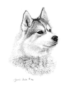Wolf Drawing to Print 180 Best Wolf Drawings Images Drawing Techniques Drawing