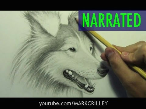 Wolf Drawing top View How to Draw A Dog Narrated Step by Step Youtube