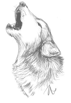 Wolf Drawing Tumblr Easy 684 Best Wolf Sketch Images In 2019 Drawing Techniques Draw