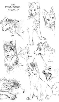 Wolf Drawing Tutorial Easy 180 Best Wolf Drawings Images Drawing Techniques Drawing