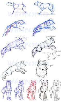 Wolf Drawing Tutorial Easy 86 Best Tutorials Images Drawing Techniques Easy Drawings Learn