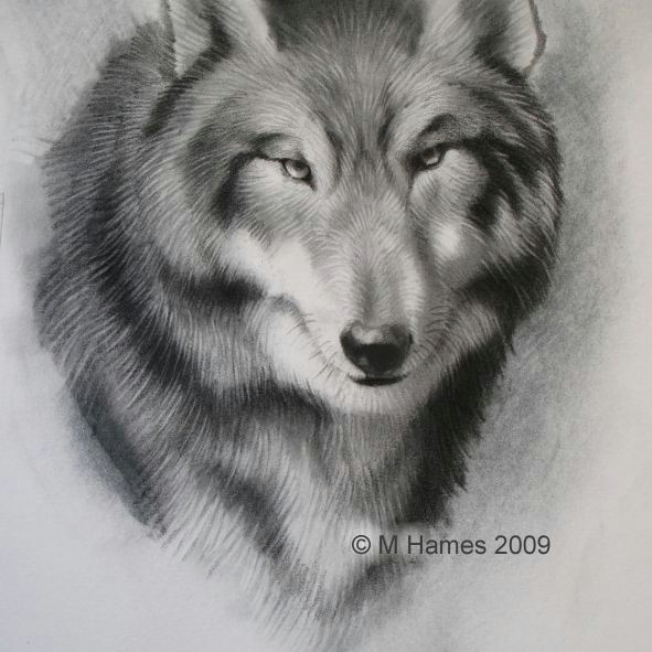 Wolf Drawing Tutorial Youtube A Step by Step Guide Of How to Draw A Wolf