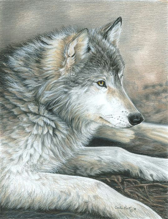Wolf Drawing with Color Colored Pencil Drawing Of A Wolf This is Magnificent Ink