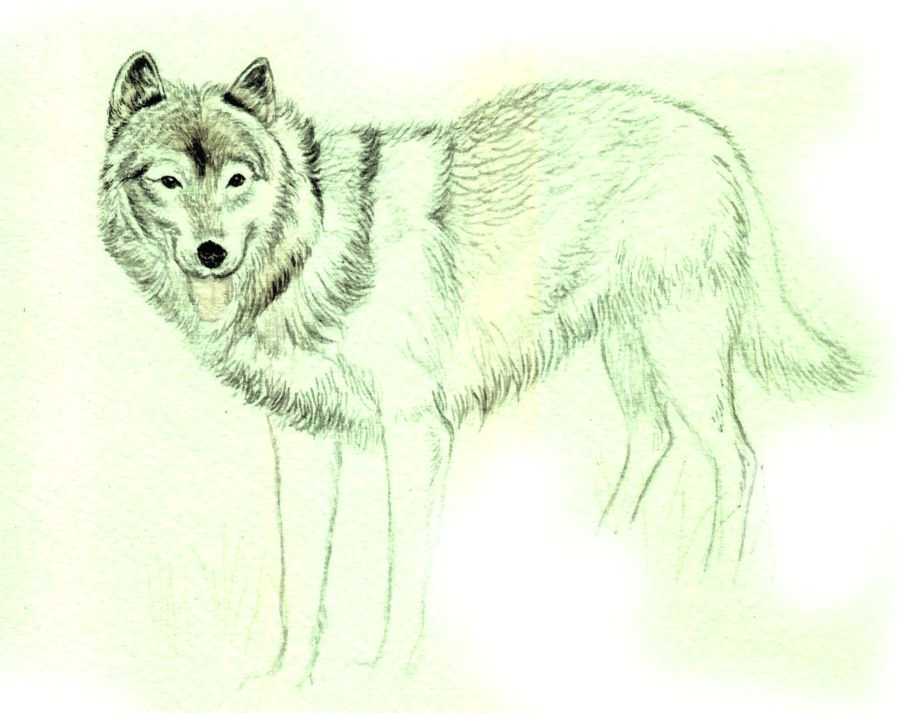 Wolf Jumping Drawing How to Draw A Wolf In Colored Pencil