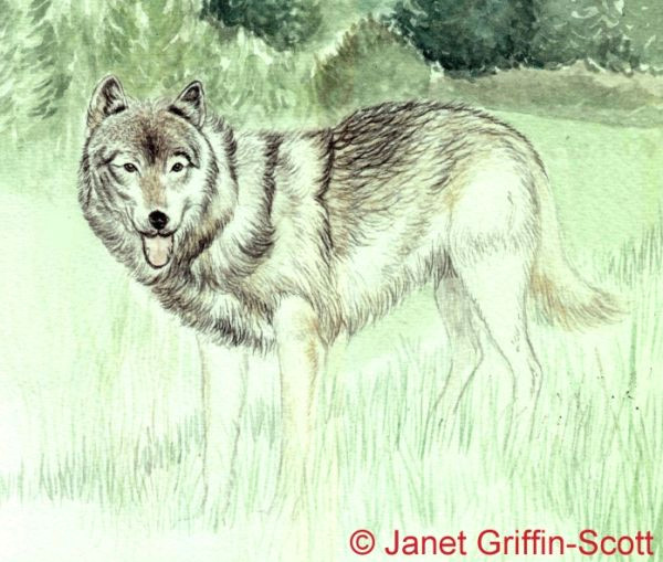 Wolf Jumping Drawing How to Draw A Wolf In Colored Pencil