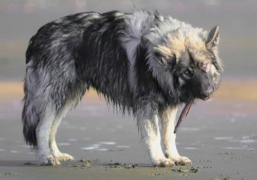 Wolf Mating Drawing the Dire Wolf Project is A Breeding Program by the American Alsatian