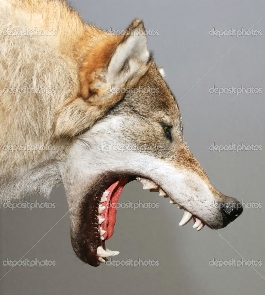Wolf Mouth Drawing Wolf Mouth Open Google Search Animals Pinterest Wolf