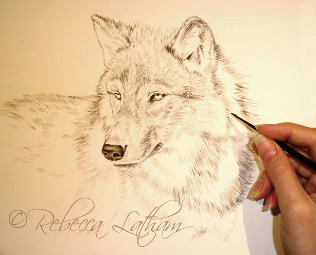 Wolf Nature Drawing New Wolf Portrait In Miniature Paintings Of Wildlife Nature by