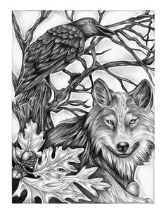 Wolf Raven Drawing 22 Best Raven Wolf together Images Raven Wolf Ravens Wolf