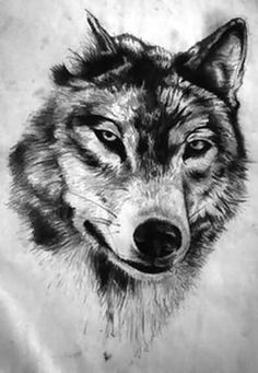 Wolves Draw Bias Die 53 Besten Bilder Von Tattoos Art Drawings Draw Und Paintings