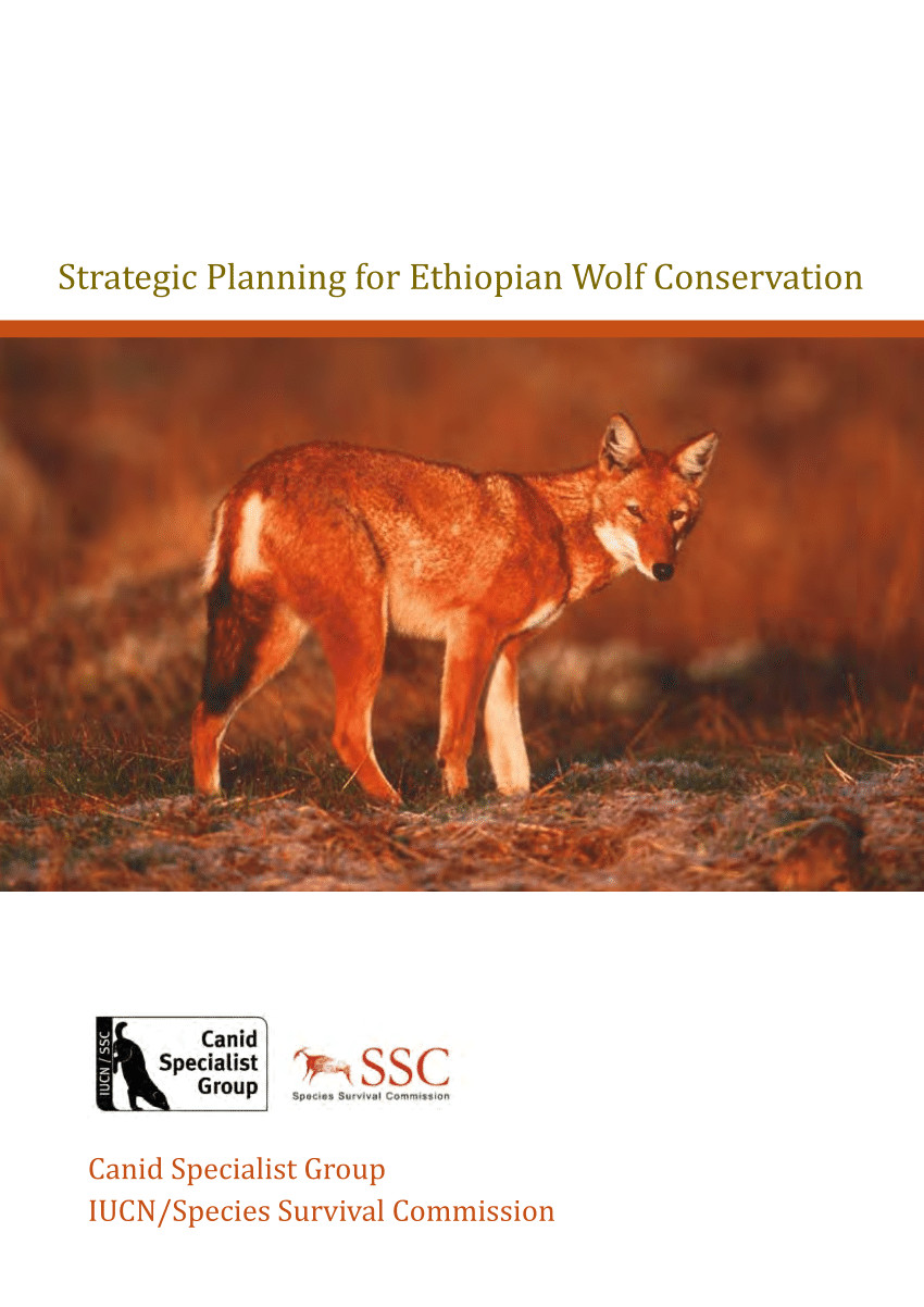 Wolves Draw Bias Pdf Ethiopian Wolf Conservation Strategy Workshop