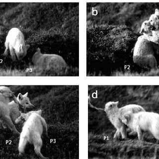 Wolves Draw Bias Pdf Wolf social Intelligence