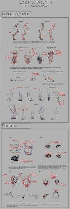 Wolves Drawing Pictures 23 Great We Draw Animals Com Helpsite Us