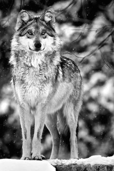 Wolves Mating Drawing Die 457 Besten Bilder Von Wolfs Ideas for Drawing Sketches Of