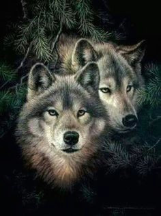 Wolves Mating Drawing Die 49 Besten Bilder Von Wolfe A A A Wolves Wolves Wild