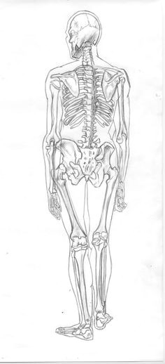 X Ray Drawing Easy 182 Best Anatomy X Ray Drawing Images In 2019 Anatomy Reference