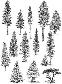 Y Tree Drawing 156 Best Drawing Trees Images In 2019 Drawing Trees Tree Drawings