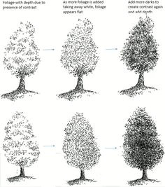 Y Tree Drawing 156 Best Drawing Trees Images In 2019 Drawing Trees Tree Drawings