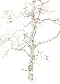 Y Tree Drawing 156 Best Drawing Trees Images In 2019 Drawing Trees Tree Drawings