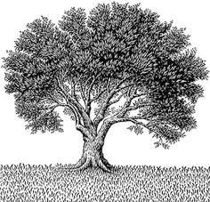 Y Tree Drawing 156 Best Drawing Trees Images In 2019 Drawing Trees Tree Drawings