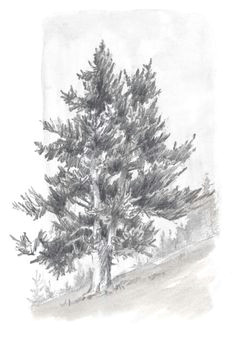 Y Tree Drawing 156 Best Drawing Trees Images In 2019 Drawing Trees Tree Drawings