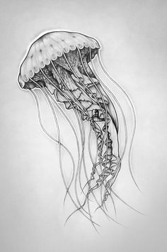 Zooplankton Drawing Easy 346 Best Drawings Images In 2019 Draw Sketches Drawings