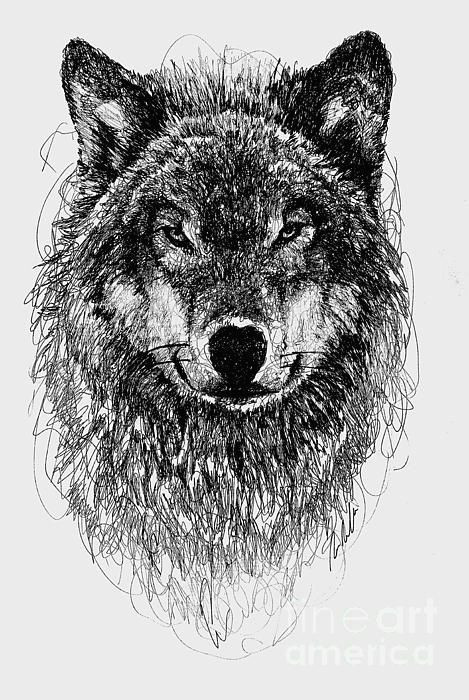 Abstract Animal Drawings Wolf Scribble Drawing Animal Drawings Scribble Art Drawings