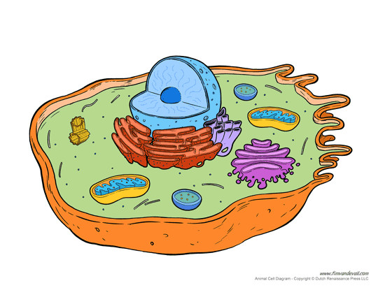 Animal Cell and Plant Cell Drawing Animal Cell Diagram Worksheet Animal Cell Animal Cell