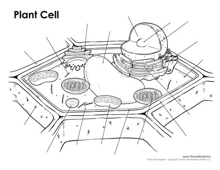 Animal Cell and Plant Cell Drawing Blank Plant Cell Diagram Plant Cell Diagram Plant Cell