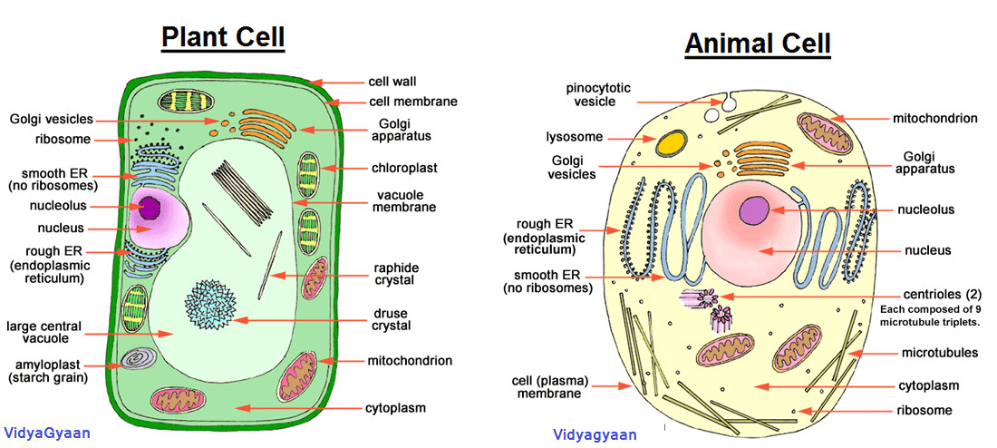 Animal Cell and Plant Cell Drawing Cellular organelles Google Search Animal Cell Plant