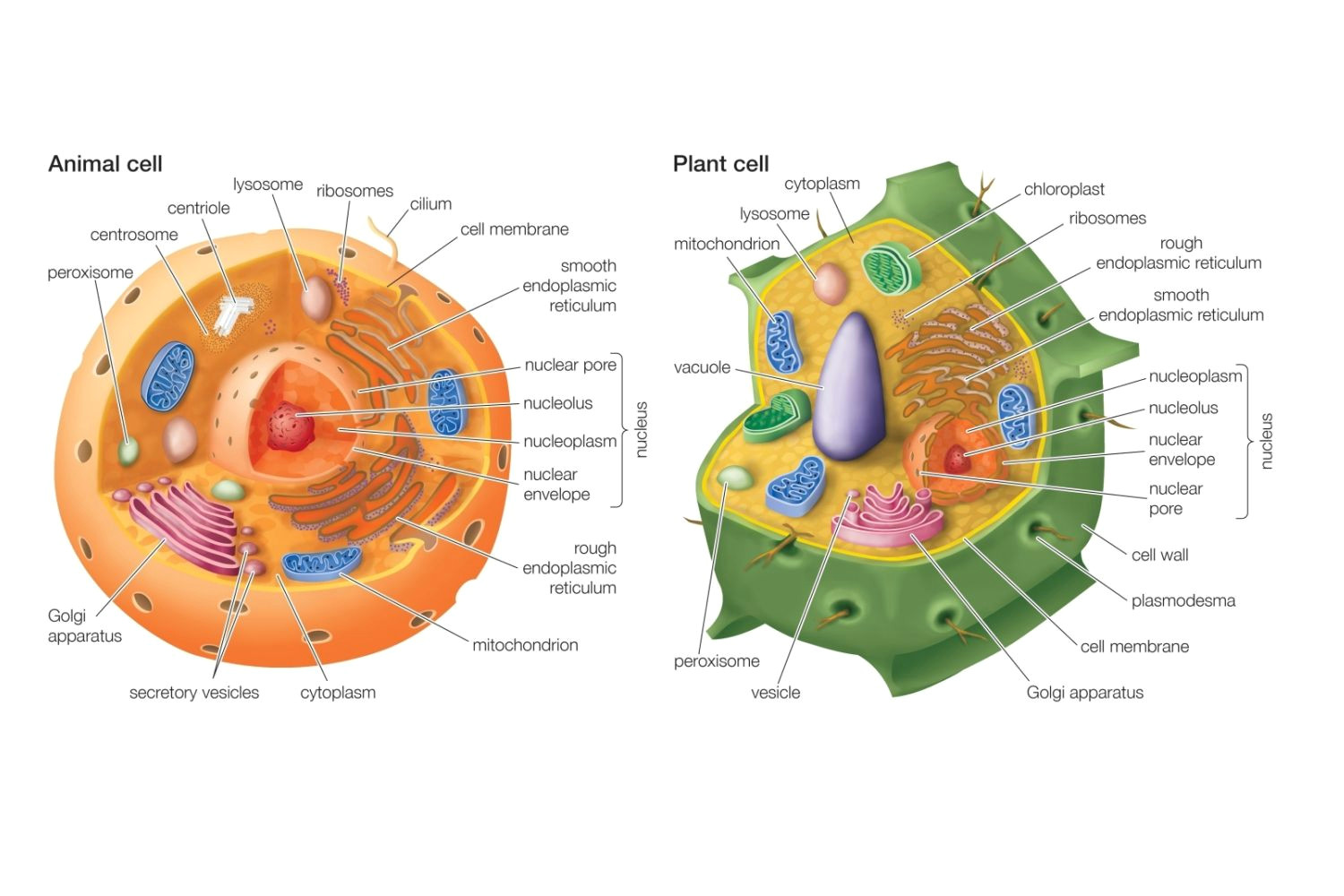 Animal Cell and Plant Cell Drawing Differences Between Plant and Animal Cells