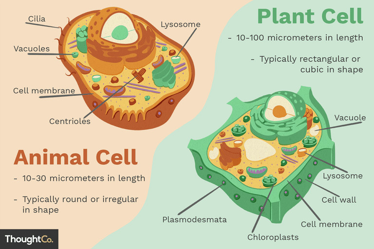 Animal Cell and Plant Cell Drawing Differences Between Plant and Animal Cells
