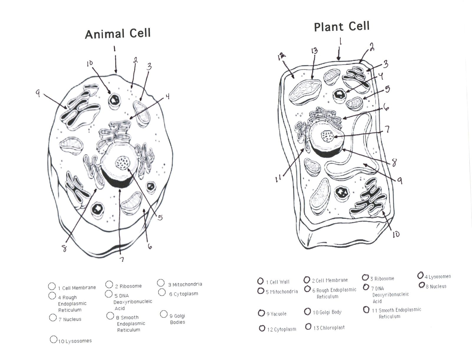 Animal Cell and Plant Cell Drawing Plant and Animal Cell Diagram Unlabeled Printable Diagram
