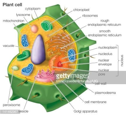 Animal Cell and Plant Cell Drawing Stock Illustration Cutaway Drawing Of A Eukaryotic Plant