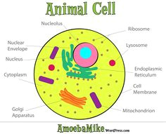 Animal Cell Easy Drawing 22 Best 3d Animal Cell Project Images Animal Cell Project