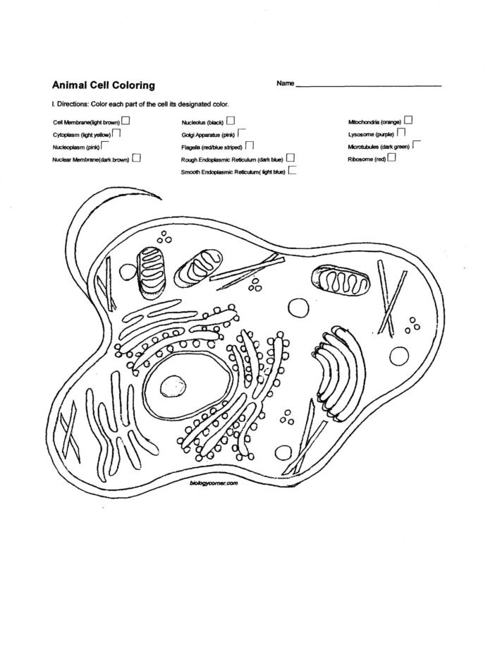 Animal Cell Easy Drawing 56 Most Exceptional Biology Corner Plant Cell Color Pages